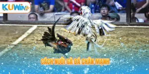 Cách nuôi gà đá chân mạnh