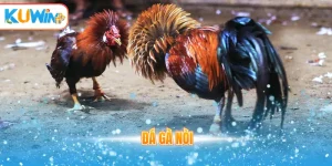 Đá gà nòi
