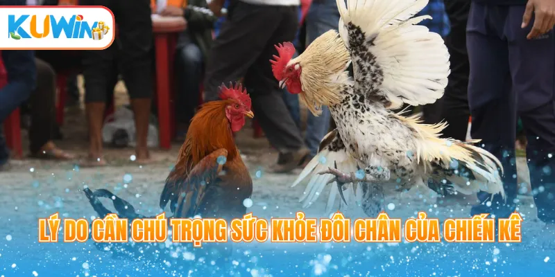 Lý do cần chú trọng sức khỏe đôi chân của chiến kê