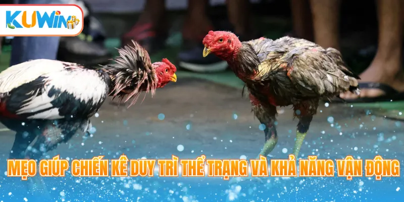 Mẹo giúp chiến kê duy trì thể trạng và khả năng vận động