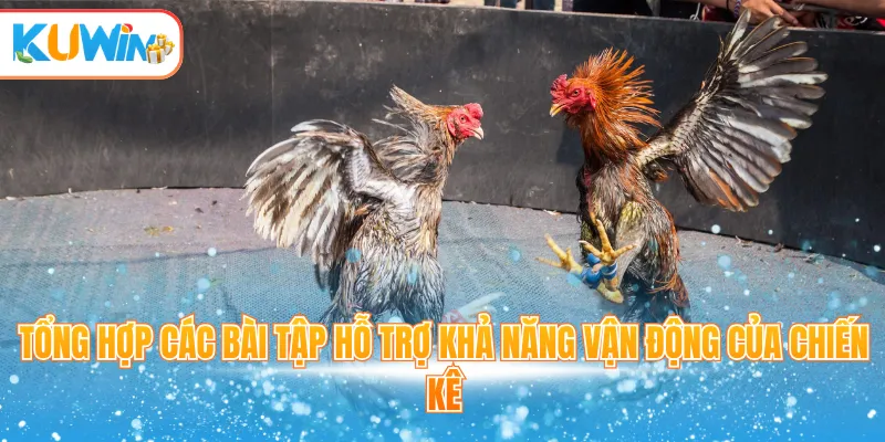 Tổng hợp các bài tập hỗ trợ khả năng vận động của chiến kê