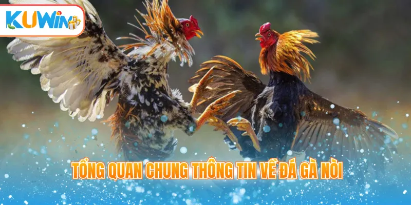 Tổng quan chung thông tin về đá gà nòi