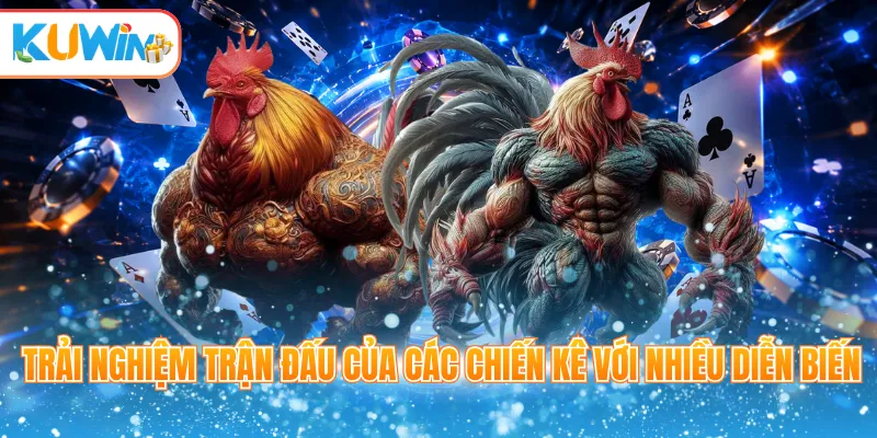 Trải nghiệm trận đấu của các chiến kê với nhiều diễn biến